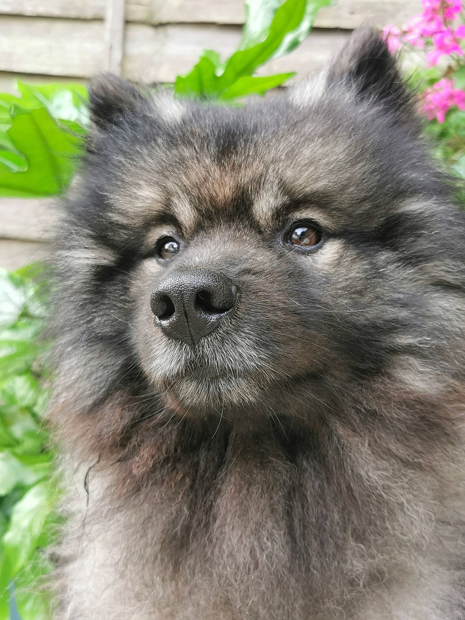 Gryff joined the competition — help win amazing prizes! canidae, canis, carnivore, companion_dog, dog, dog_breed, fawn, flower, fur, german_spitz_mittel, iris, plant, snout, spitz, sporting_group, terrestrial_animal, toy_dog, whiskers, wildlife, working_animal