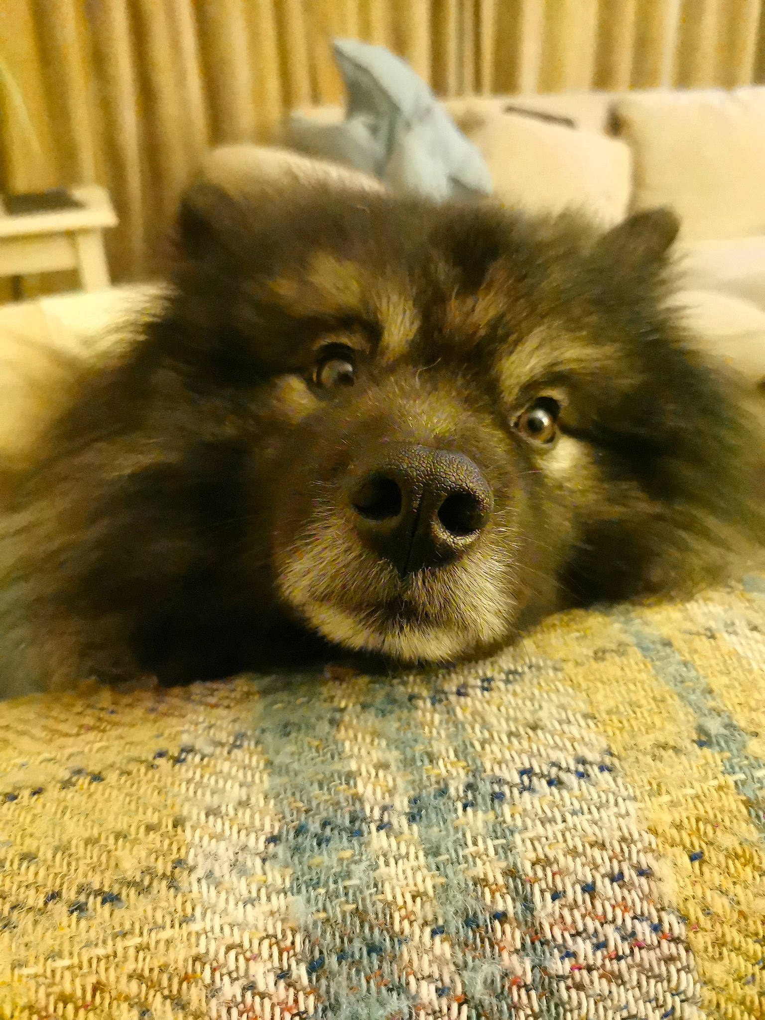 Gryff is registered to the contest to win money with this photo: canidae, carnivore, companion_dog, dog, dog_breed, fawn, flooring, german_spitz, german_spitz_klein, german_spitz_mittel, liver, pomeranian, snout, spitz, sporting_group, terrestrial_animal, toy_dog, whiskers, wood, working_animal