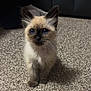 kitten, cat, siamese, blue_eyes, fur, pet, animal, carpet, indoor, cute, small, whiskers, ears, young, adorable, feline, sitting, curious, front_paws, fluffy