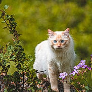 Biscuit joined the competition — help win amazing prizes! cat, feline, blue_eyes, fluffy_fur, long_hair, cream_colored, orange_markings, wildflowers, purple_flowers, rock, lichen, green_background, outdoor, nature, whiskers, portrait, standing, paws, curious, close_up