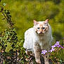 cat, feline, blue_eyes, fluffy_fur, long_hair, cream_colored, orange_markings, wildflowers, purple_flowers, rock, lichen, green_background, outdoor, nature, whiskers, portrait, standing, paws, curious, close_up
