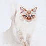 cat, feline, animal, pet, snow, winter, fluffy, blue_eyes, paws, whiskers, portrait, closeup, walking, white_background, fur, ears, nose, outdoors, cute, snowfall