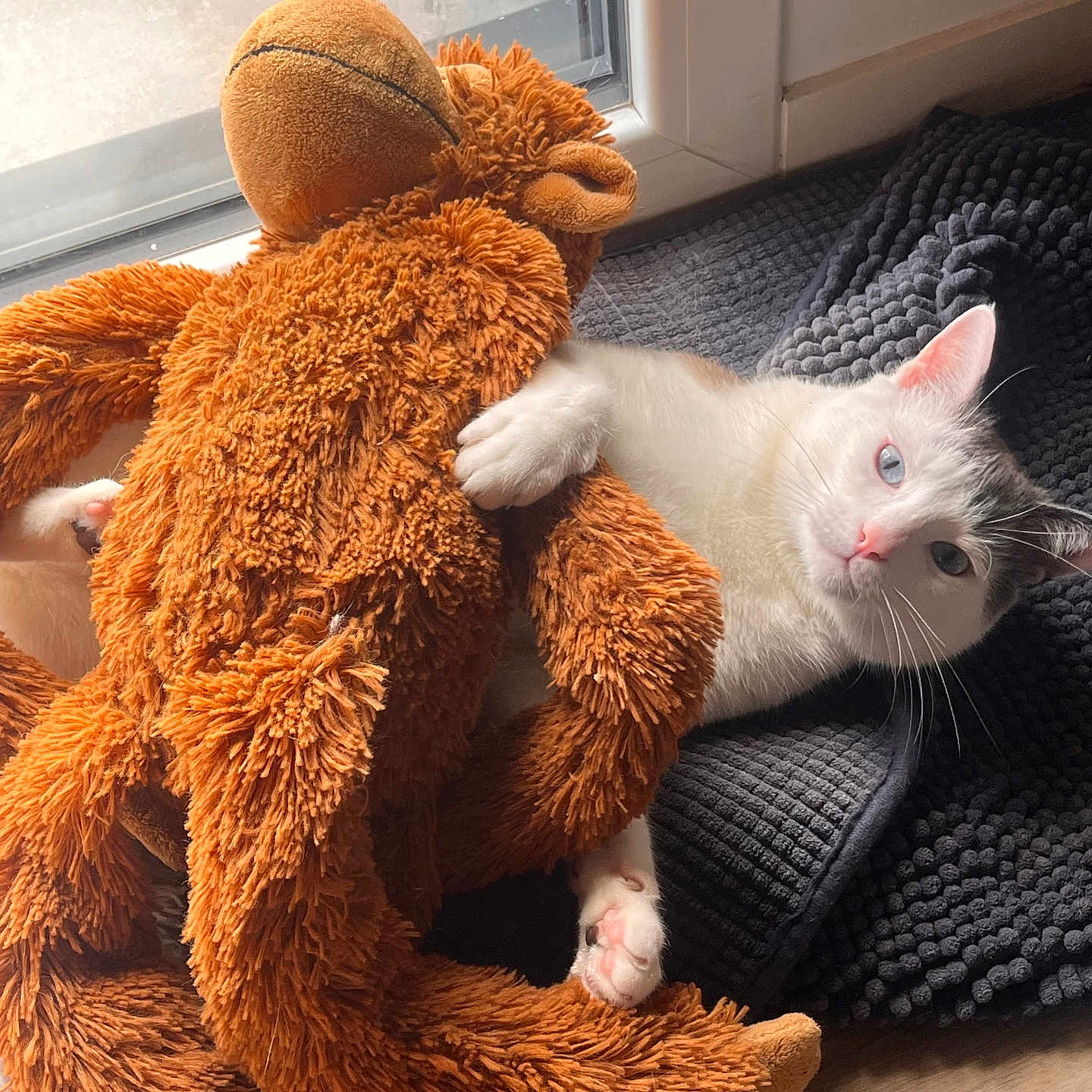 Umbriel participe au concours pour gagner de l'argent avec cette photo : animal, cat, cozy, floor, gray_patch, indoor, mat, monkey, paw, pet, pink_nose, plush, relaxed, resting, soft_light, stuffed_toy, texture, toy, white_cat, window