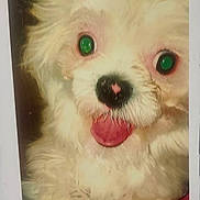 Buck joined the competition — help win amazing prizes! dog, white, fluffy, tongue_out, close_up, pet, cute, animal, portrait, fur, pink_tongue, green_eyes, face, canine, happy, domestic_animal, friendly, adorable, closeup, photo_print