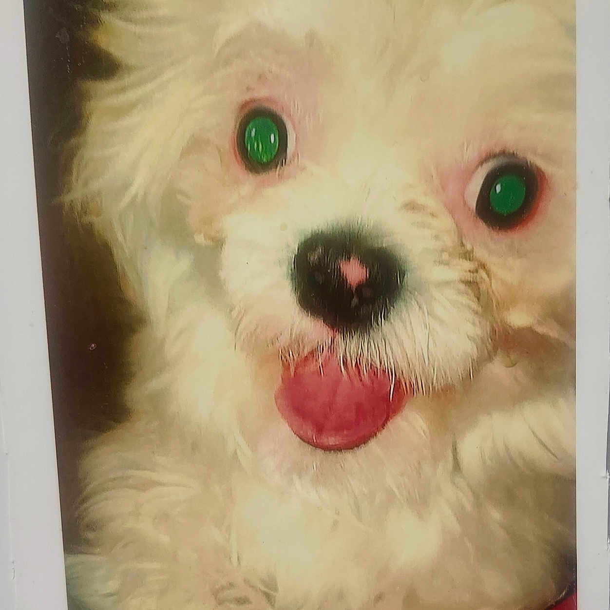 Buck joined the competition — help win amazing prizes! dog, white, fluffy, tongue_out, close_up, pet, cute, animal, portrait, fur, pink_tongue, green_eyes, face, canine, happy, domestic_animal, friendly, adorable, closeup, photo_print