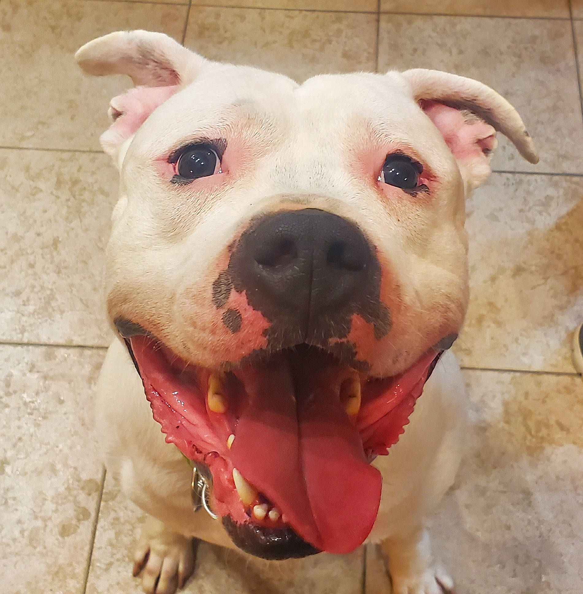 Kimber is registered to the contest to win money with this photo: canidae, carnivore, collar, companion_dog, dog, dog_breed, dog_collar, dogo_argentino, eye, fawn, jaw, non_sporting_group, pet_supply, pink, snout, sporting_group, terrestrial_animal, whiskers, working_animal, wrinkle