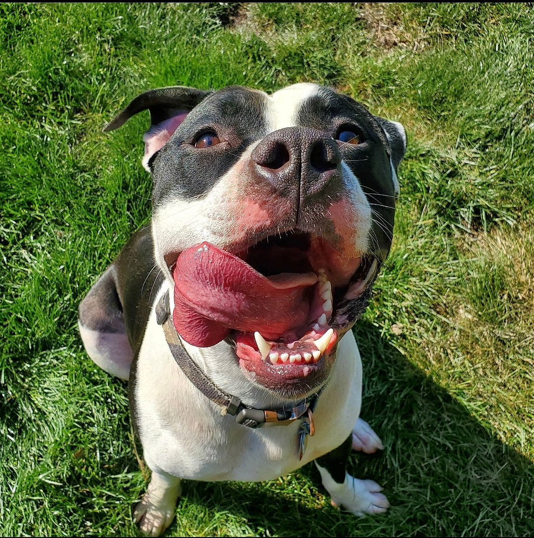 Slim joined the competition — help win amazing prizes! carnivore, collar, companion_dog, dog, dog_breed, dog_collar, dog_supply, fang, grass, non_sporting_group, pet_supply, plant, snout, sporting_group, terrestrial_animal, whiskers, working_animal, working_dog