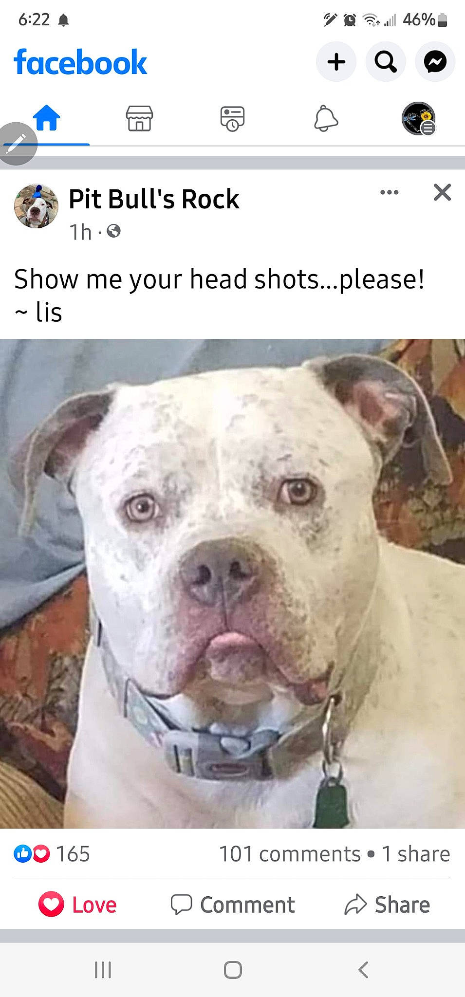 Prince Caspian is registered to the contest to win money with this photo: ancient_dog_breeds, canidae, carnivore, collar, companion_dog, cordoba_fighting_dog, dog, dog_breed, fawn, font, internet_meme, non_sporting_group, photo_caption, photograph, photography, snout, sporting_group, terrestrial_animal, white, working_animal