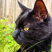 Nash participe au concours pour gagner de l'argent avec cette photo : animal, black_cat, cat, close_up, ears, feline, fur, grass, greenery, muzzle, nature, nose, outdoor, pet, profile, relaxing, sunlight, whiskers, wooden_fence, yellow_eyes