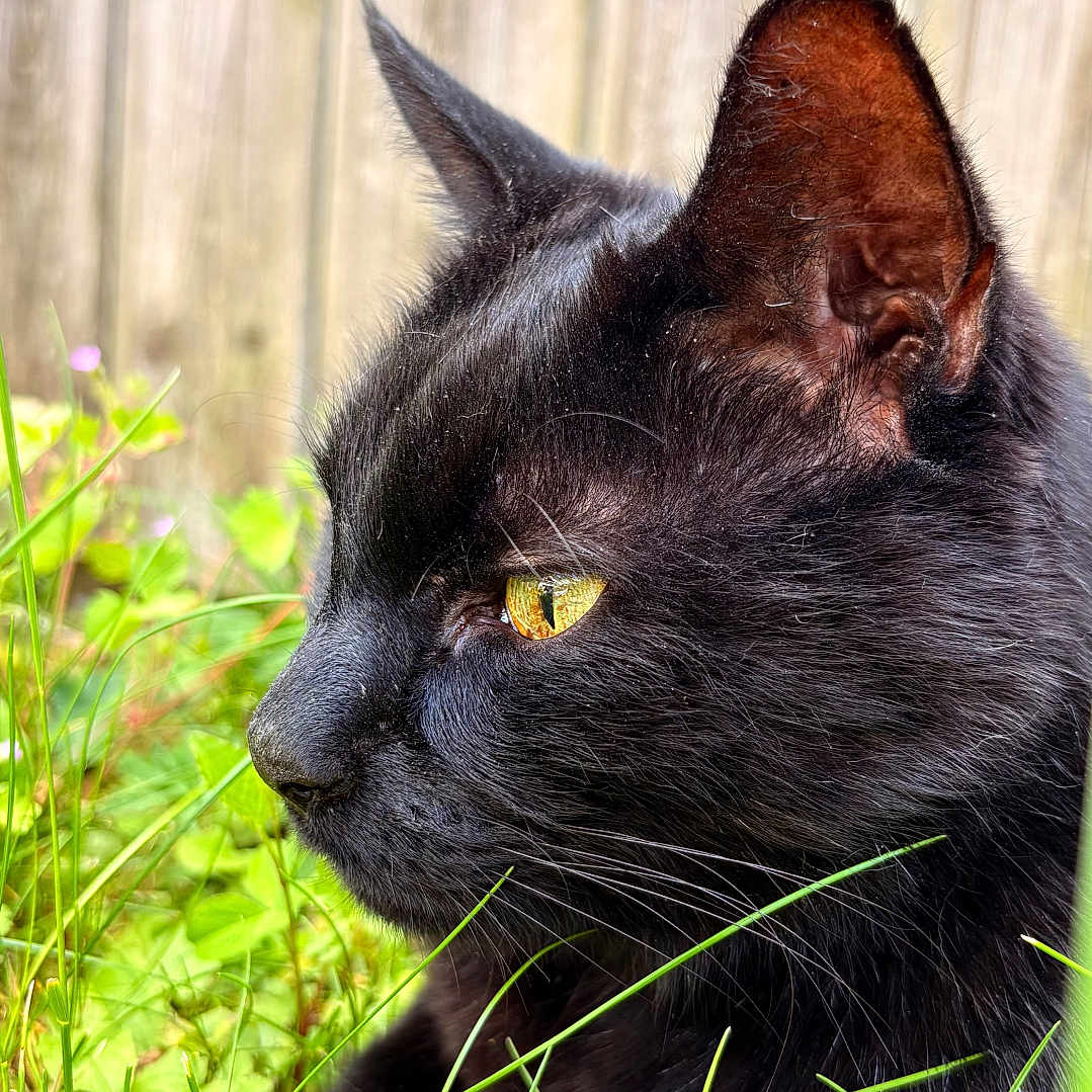 Nash participe au concours pour gagner de l'argent avec cette photo : animal, black_cat, cat, close_up, ears, feline, fur, grass, greenery, muzzle, nature, nose, outdoor, pet, profile, relaxing, sunlight, whiskers, wooden_fence, yellow_eyes