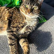 Socks is registered to the contest to win money with this photo: cat, tabby, pet, animal, fur, whiskers, green_eyes, sunlight, shadow, carpet, relaxing, indoor, closeup, mammal, cute, feline, portrait, laying, paw, texture