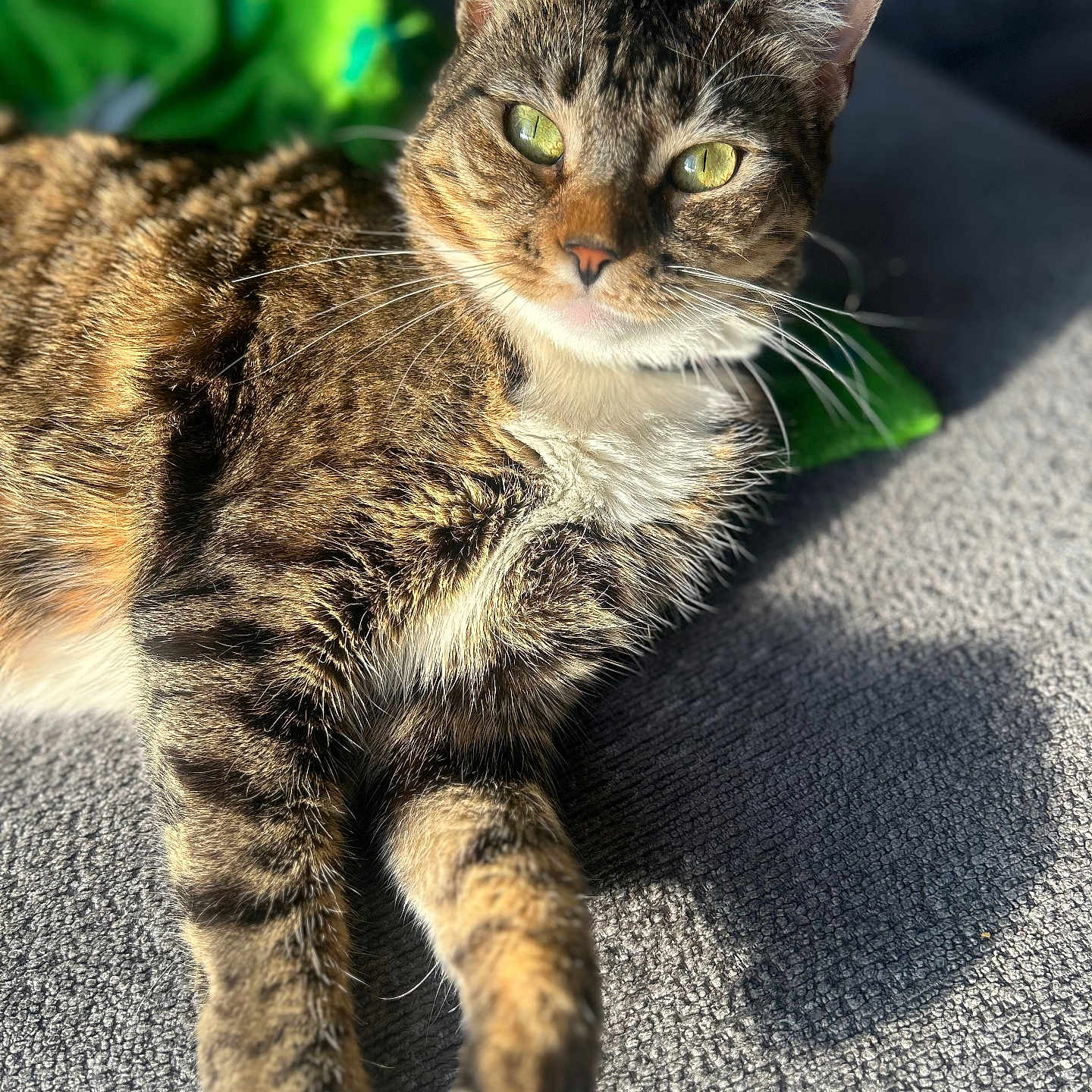 Socks is registered to the contest to win money with this photo: cat, tabby, pet, animal, fur, whiskers, green_eyes, sunlight, shadow, carpet, relaxing, indoor, closeup, mammal, cute, feline, portrait, laying, paw, texture