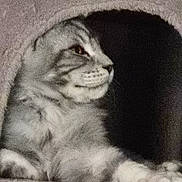 Atchoum a rejoint le concours — aidez-le/la à gagner de superbes lots ! cat, feline, pet, animal, resting, cozy, indoor, cute, tabby, fur, whiskers, paw, relaxed, sleepy, soft, enclosure, portrait, closeup, comfort, house