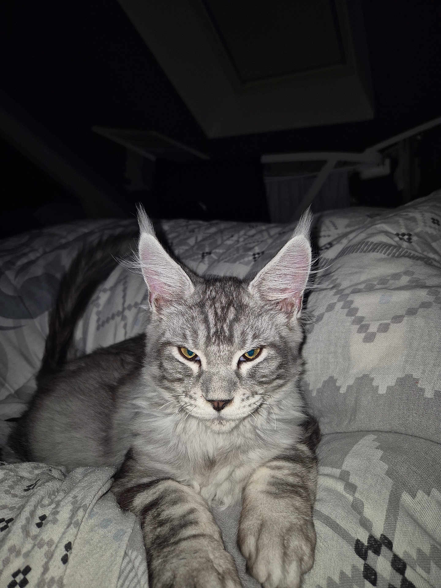 Atchoum participe au concours pour gagner de l'argent avec cette photo : cat, gray_tabby, pet, feline, animal, indoor, bed, blanket, patterned, fur, whiskers, ears, paws, resting, closeup, portrait, night, cozy, domestic_cat, cute
