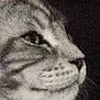 Atchoum participe au concours pour gagner de l'argent avec cette photo : cat, close_up, face, black_and_white, grainy, whiskers, animal, pet, eye, nose, feline, portrait, soft_focus, low_light, texture, striped, muzzle, fur, profile, macro