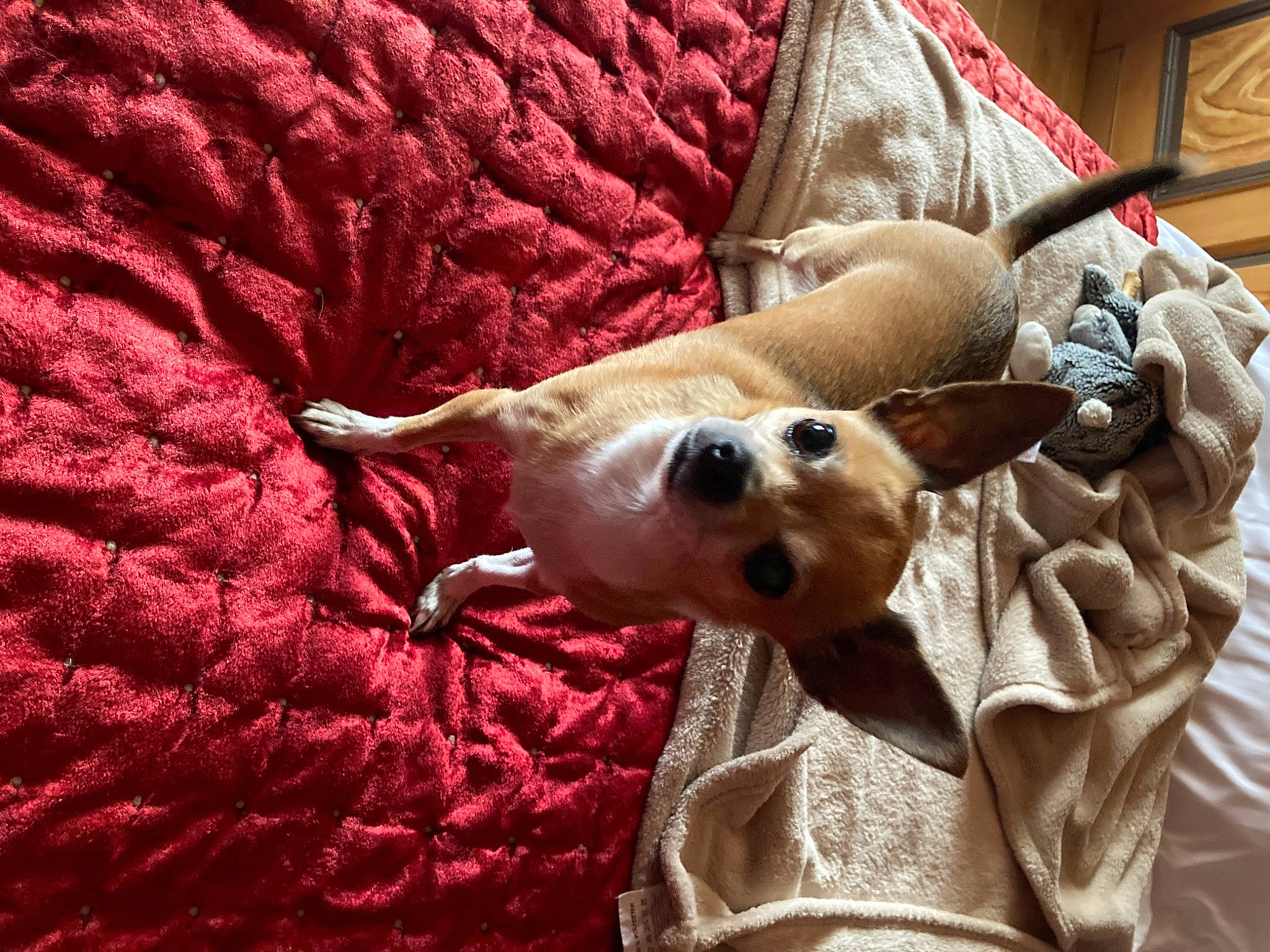 Maé a rejoint le concours — aidez-le/la à gagner de superbes lots ! carnivore, comfort, companion_dog, couch, dog, dog_breed, dog_supply, fawn, fur, linens, nap, pattern, paw, pillow, sporting_group, textile, toy_dog, whiskers, wood, working_animal