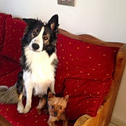 Hatchi a rejoint le concours — aidez-le/la à gagner de superbes lots ! australian_shepherd, border_collie, canidae, carnivore, companion_dog, dog, dog_breed, mammal, papillon, shetland_sheepdog, snout, sporting_group, vertebrate, whiskers