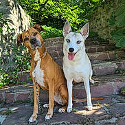 Kiara Et Huska a rejoint le concours — aidez-le/la à gagner de superbes lots ! dog, brown_dog, white_dog, pets, outdoor, steps, stone, greenery, plants, sunlight, nature, portrait, canine, tongue_out, ears_up, leash, sitting, companion, friendly, daylight