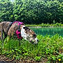 dog, brindle, harness, pink, grass, pond, water, trees, greenery, nature, outdoor, sniffing, canine, side_view, daylight, flora, leaves, wildflowers, ground, scenic