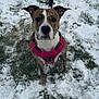 dog, brindle, pink_harness, snow, grass, outdoor, pet, canine, animal, winter, leash, fur, ears, muzzle, collar, nature, ground, looking_up, portrait, playful