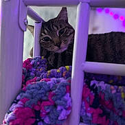 Frank is registered to the contest to win money with this photo: cat, tabby, bed_frame, blanket, knit, purple_lighting, indoor, pet, feline, resting, cozy, curious, closeup, colorful, soft_light, texture, animal, cute, comfort, relaxed