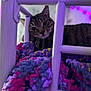 cat, tabby, bed_frame, blanket, knit, purple_lighting, indoor, pet, feline, resting, cozy, curious, closeup, colorful, soft_light, texture, animal, cute, comfort, relaxed