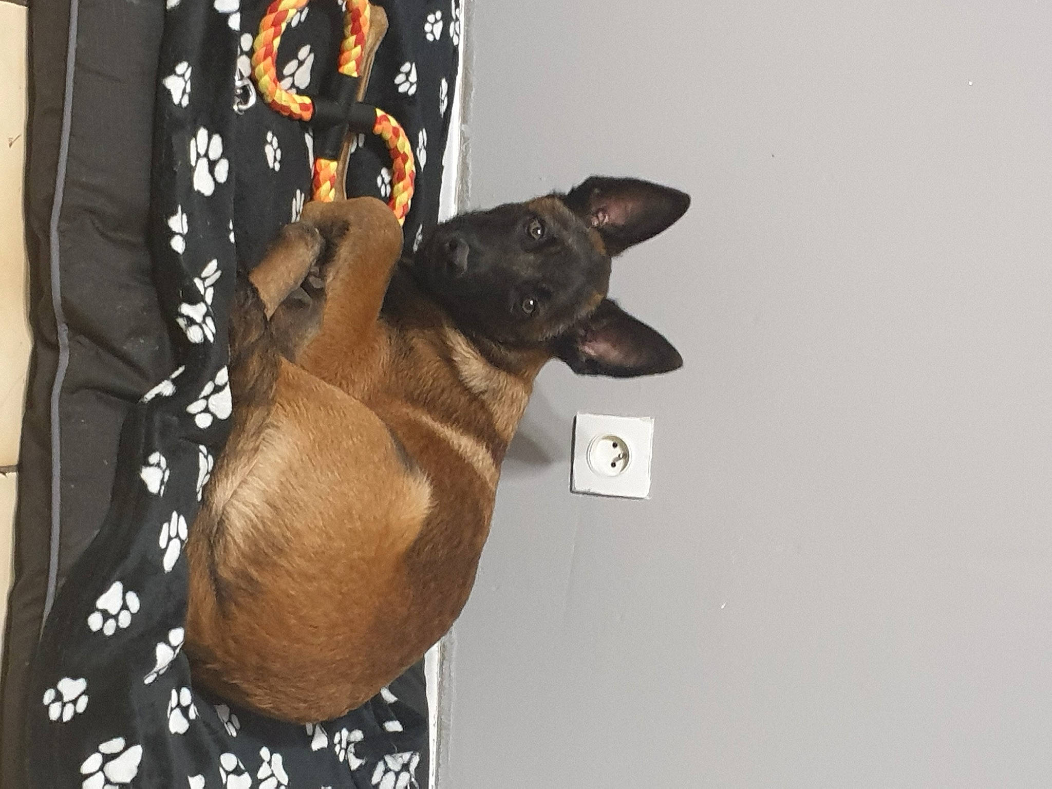 Thao participe au concours pour gagner de l'argent avec cette photo : canidae, carnivore, collar, companion_dog, dog, dog_breed, dog_collar, dog_supply, fashion_accessory, fawn, fur, guard_dog, liver, pet_supply, sleeve, snout, sporting_group, sunglasses, toy_dog, working_animal