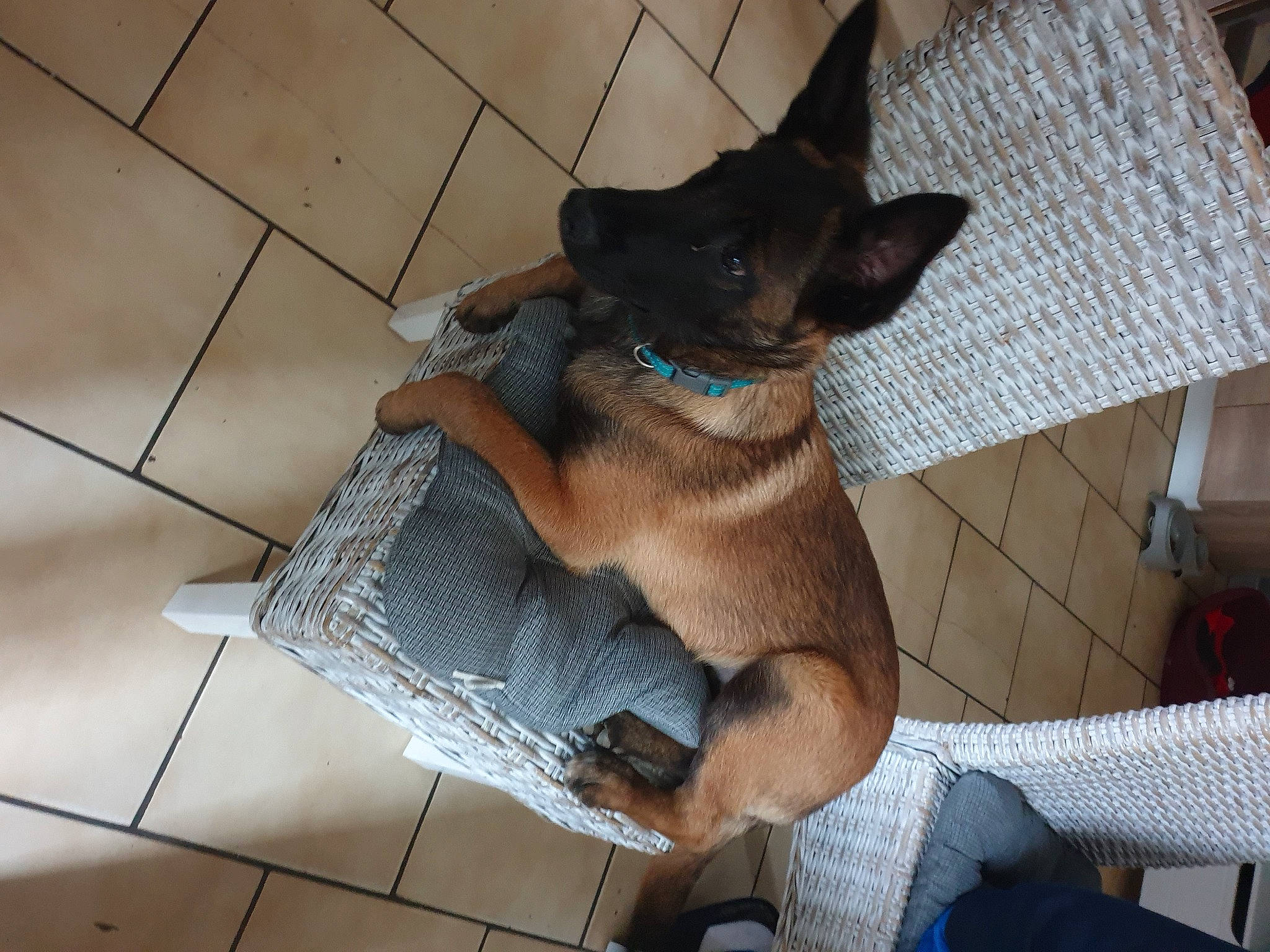 Thao participe au concours pour gagner de l'argent avec cette photo : carnivore, collar, comfort, companion_dog, dog, dog_breed, dog_collar, dog_supply, fawn, flooring, human_leg, leash, pet_supply, snout, sporting_group, tail, tile_flooring, toy_dog, wood, working_animal