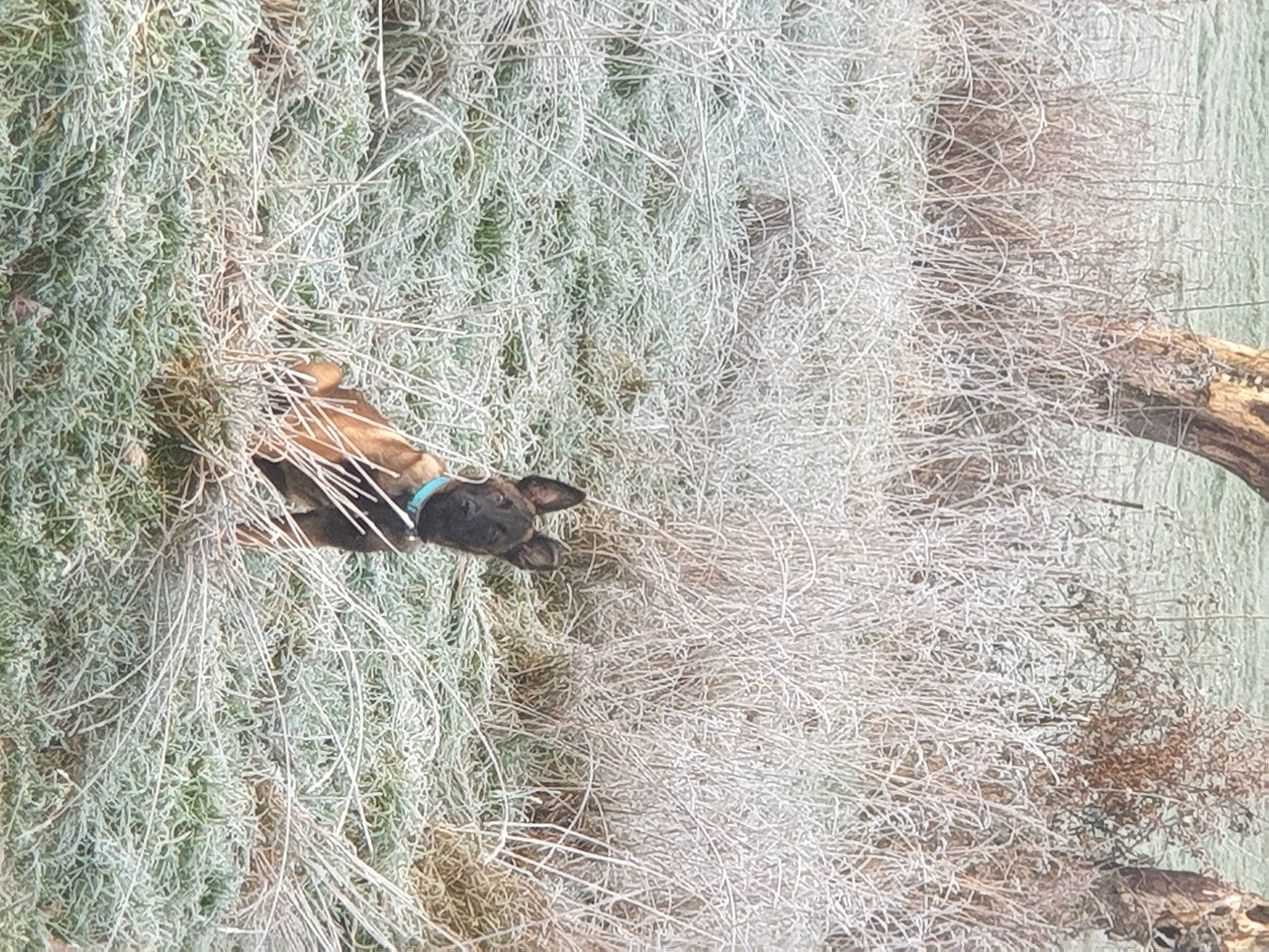 Thao participe au concours pour gagner de l'argent avec cette photo : beak, bird, grass, landscape, natural_material, plant, shrubland, soil, terrestrial_animal, tree, trunk, twig, wildlife, wood