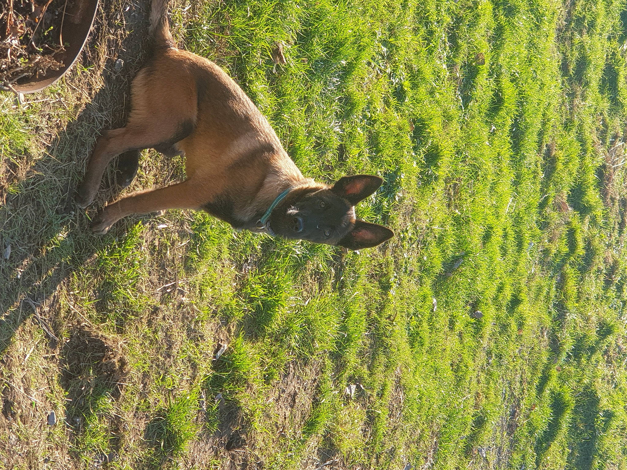 Thao participe au concours pour gagner de l'argent avec cette photo : agriculture, canidae, carnivore, dog, dog_breed, fawn, field, grass, grassland, groundcover, landscape, plant, prairie, snout, tail, terrestrial_animal, tree, trunk, wildlife, wood