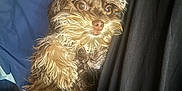 Nova is registered to the contest to win money with this photo: animal, bed, black, blanket, blue, canine, companion, cozy, cute, dog, expression, fur, indoors, looking_up, lying_down, pet, relaxed, resting, sleepy, whiskers