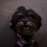 Nova joined the competition — help win amazing prizes! adorable, animal, carpet, companion, cute, dog, ears, face, fluffy, fur, happy, indoor, looking_up, mammal, pet, pink_clothing, small_dog, smiling, teeth, tongue
