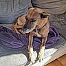 animal, blanket, brown_dog, canine, comfort, couch, cozy, dog, floor_tiles, fur, home, indoor, living_room, paws, pet, purple_blanket, relaxed, resting, shadow, sunlight