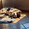 Ashka a rejoint le concours — aidez-le/la à gagner de superbes lots ! dog, sleeping, sunlight, indoor, tile_floor, glass_door, curled_up, resting, pet, brown, black, tan, paw, quiet, cozy, relaxation, daylight, shadow, blanket, home
