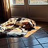 Ashka participe au concours pour gagner de l'argent avec cette photo : dog, sunlight, indoor, tile_floor, blanket, nap, resting, door, window, curtain, shadow, light, pet, animal, brown_dog, relaxation, home, cozy, sleeping, comfort