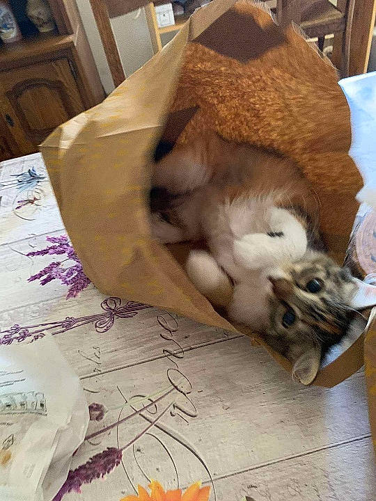 Heidi participe au concours pour gagner de l'argent avec cette photo : art, cabinetry, carnivore, cat, comfort, domestic_short_haired_cat, fawn, felidae, flooring, fur, hardwood, linens, mammal, paper, room, small_to_medium_sized_cats, tail, vertebrate, whiskers, wood