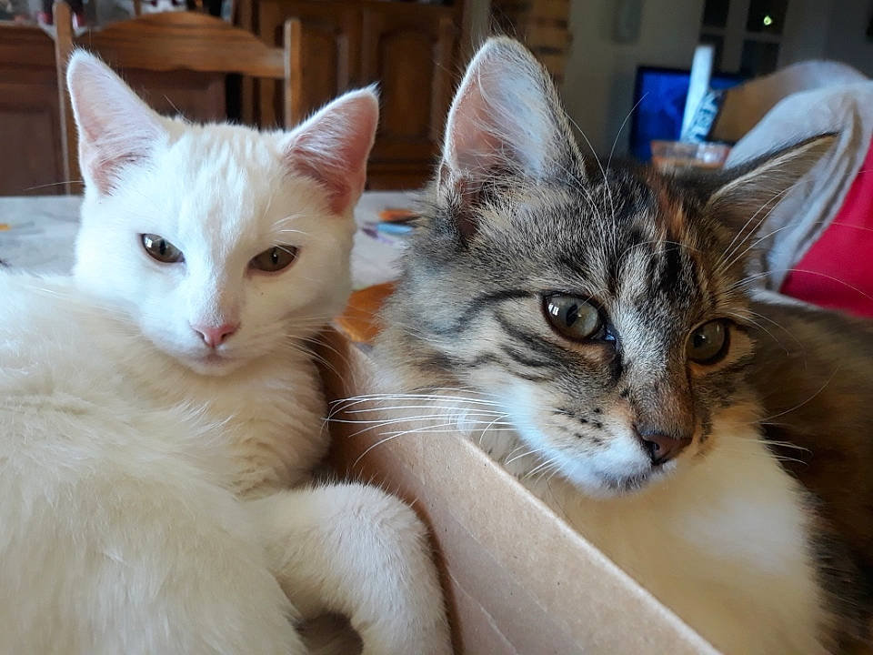 Heidi participe au concours pour gagner de l'argent avec cette photo : carnivore, cat, cat_furniture, claw, comfort, domestic_short_haired_cat, felidae, fur, paw, small_to_medium_sized_cats, snout, tail, whiskers, window