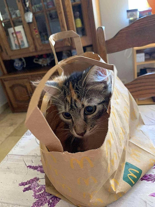 Heidi a rejoint le concours — aidez-le/la à gagner de superbes lots ! carnivore, cat, cat_bed, cat_supply, chair, comfort, domestic_short_haired_cat, fawn, felidae, flooring, fur, hardwood, linens, paper_bag, room, small_to_medium_sized_cats, tail, terrestrial_animal, whiskers, wood