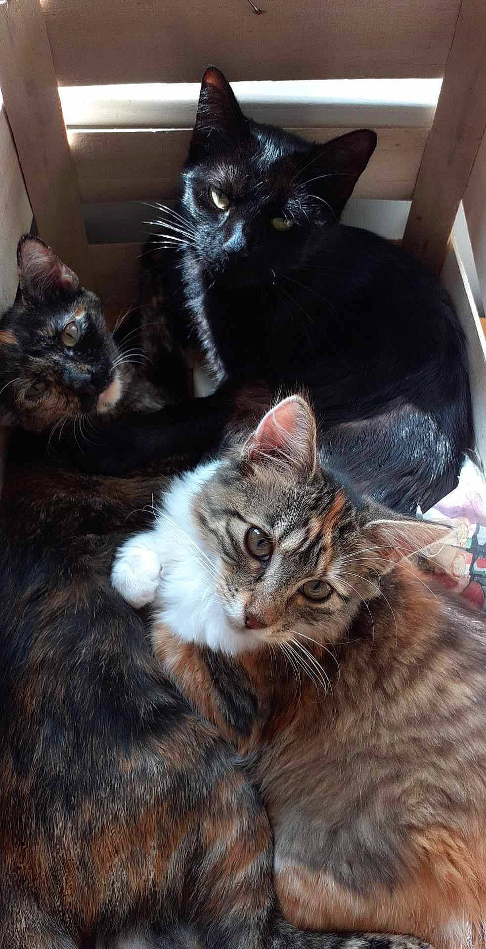 Heidi participe au concours pour gagner de l'argent avec cette photo : black_cat, box, carnivore, cat, claw, comfort, domestic_short_haired_cat, ear, felidae, fur, mammal, paw, small_to_medium_sized_cats, snout, tail, tree, vertebrate, whiskers, window