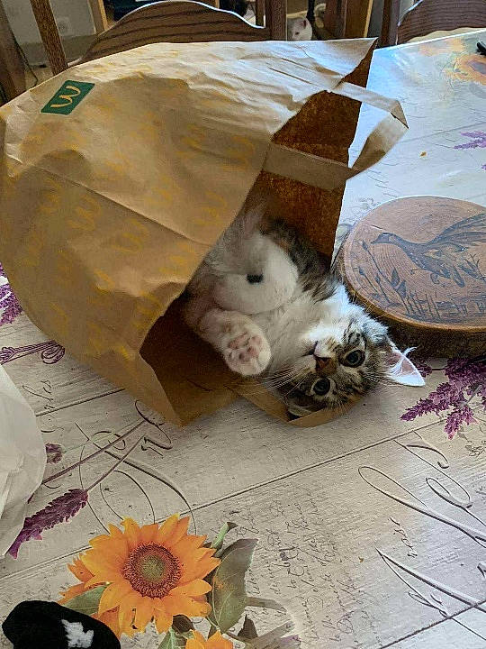 Heidi participe au concours pour gagner de l'argent avec cette photo : art, cat, companion_dog, fawn, felidae, flooring, fur, linens, paper, paper_product, pattern, petal, room, small_to_medium_sized_cats, tablecloth, tail, textile, toy, whiskers, wood