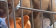 Teddy joined the competition — help win amazing prizes! animal, blanket, brown_dog, cage, collar, confined, cute, dog, fluffy_dog, fur, home, indoor, metal_bars, pet, puppy, resting, sleeping_area, soft_texture, yellow_blanket, young_dog