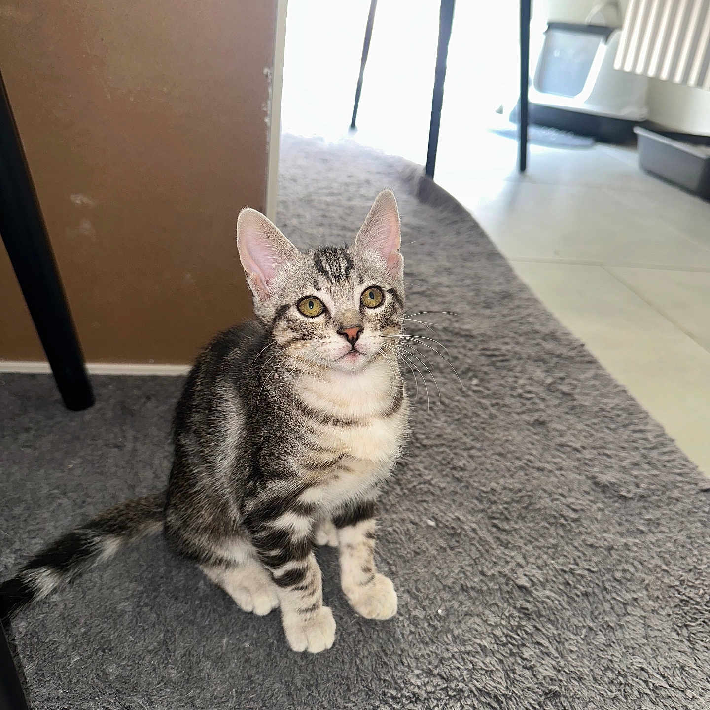 Snow participe au concours pour gagner de l'argent avec cette photo : kitten, cat, tabby, indoor, carpet, floor, table, plant, pet_litter_box, curious, feline, young, animal, ears, whiskers, sitting, home, cozy, gray, soft