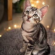Snow a rejoint le concours — aidez-le/la à gagner de superbes lots ! kitten, cat, tabby, green_eyes, fluffy_rug, indoor, fairy_lights, warm_lighting, cute, pet, animal, whiskers, curious, feline, young_cat, soft_texture, cozy, portrait, sitting, domestic_animal
