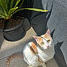Simba a rejoint le concours — aidez-le/la à gagner de superbes lots ! cat, orange_and_white_cat, indoor, plant, potted_plant, green_eyes, sunlight, shadow, floor, curious, pet, animal, whiskers, ears, tail, looking_up, texture, wall, pot, nature