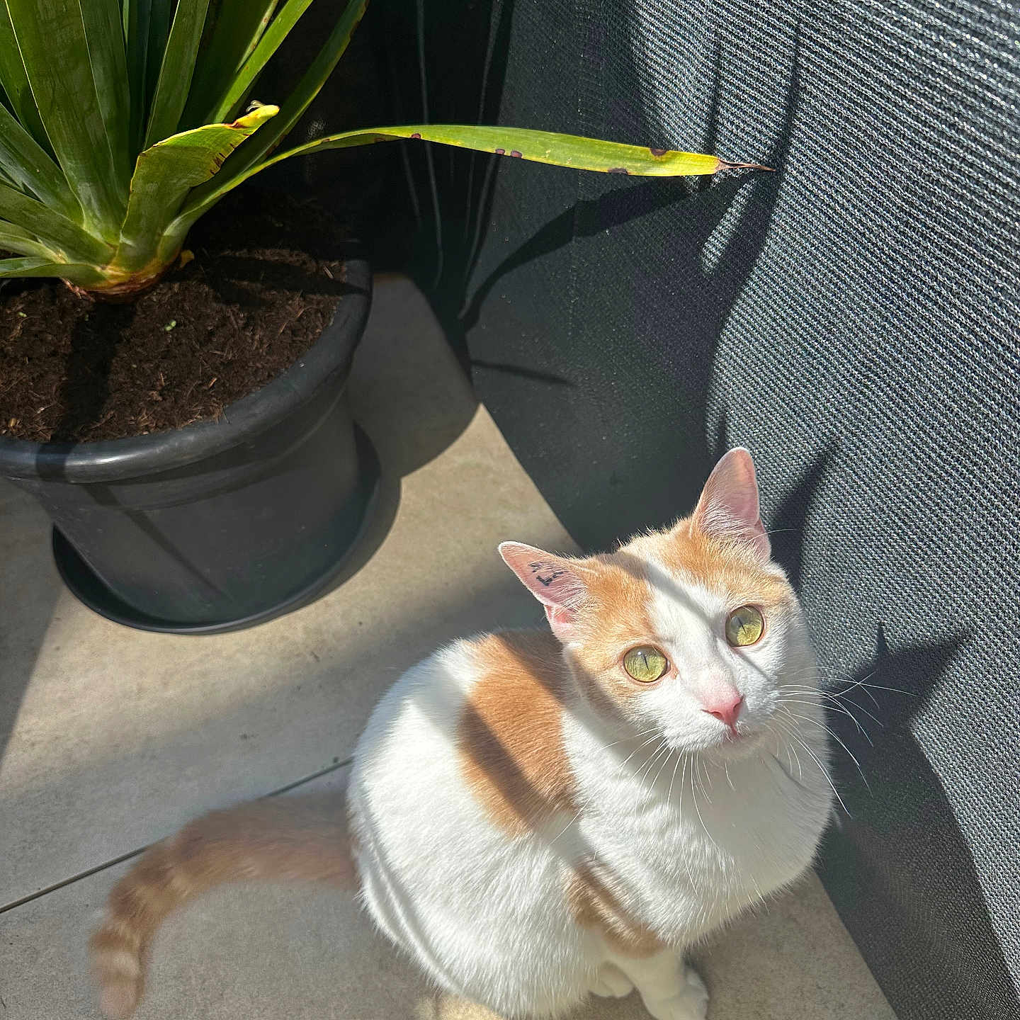 Simba