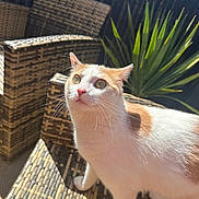 Simba a rejoint le concours — aidez-le/la à gagner de superbes lots ! cat, orange_and_white_cat, wicker_table, wicker_chair, outdoor, sunlight, plant, green_leaves, curious, pet, feline, whiskers, closeup, domestic_animal, animal, nature, daylight, fur, table, relaxing