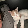 Simba a rejoint le concours — aidez-le/la à gagner de superbes lots ! kitten, cat, sleeping, pet, animal, resting, pillow, person, human, face, fur, orange, white, indoors, cozy, relaxation, closeup, companion, bedroom, soft
