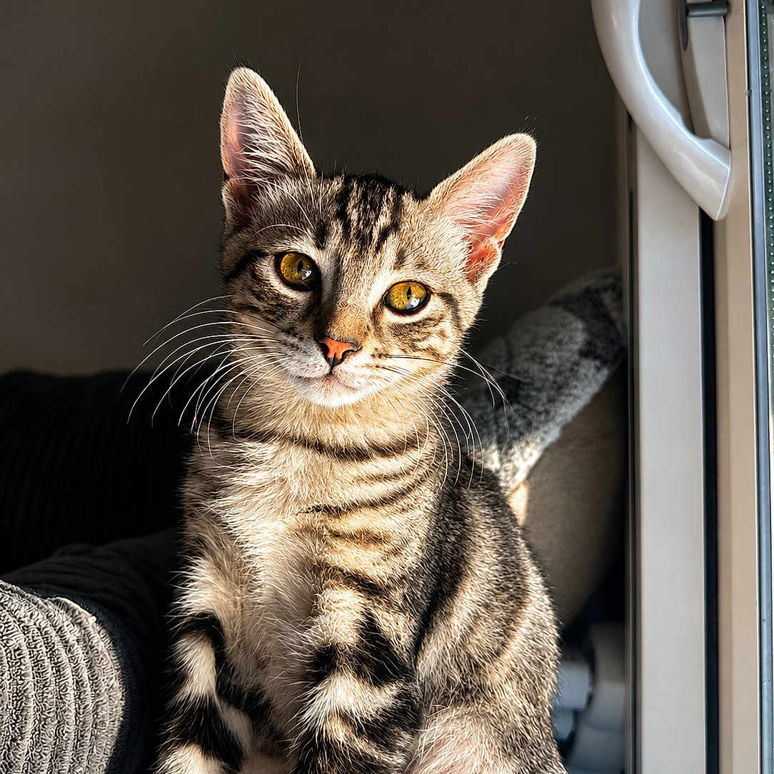 Bébé Snow