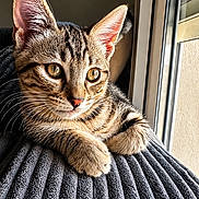 Bébé Snow participe au concours pour gagner de l'argent avec cette photo : cat, kitten, tabby, fur, whiskers, window, sunlight, curious, close_up, pet, animal, indoor, texture, gray, relaxing, portrait, young, cute, soft, feline