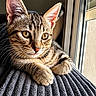 cat, kitten, tabby, fur, whiskers, window, sunlight, curious, close_up, pet, animal, indoor, texture, gray, relaxing, portrait, young, cute, soft, feline